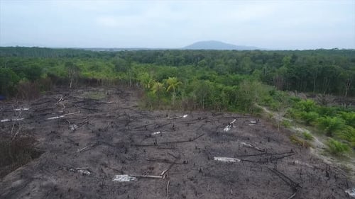 clearing plantation land in the traditional way by burning