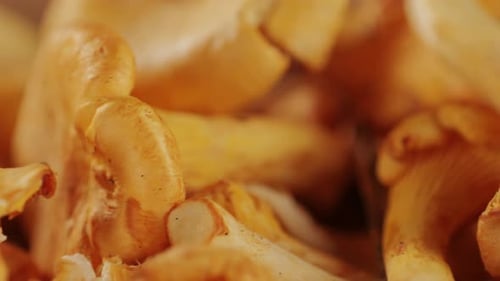 Raw Wild Chanterelles Mushrooms in Rustic Wooden Box Close Up Food with Forest Green Plants Organic