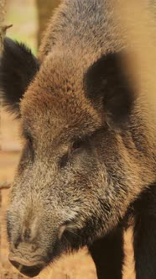 Wild Boar Foraging in Forest Close Up
