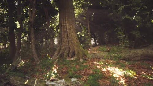 Woodland Scene in a Sun Drenched Forest with a Large Tree and Fallen Leaves