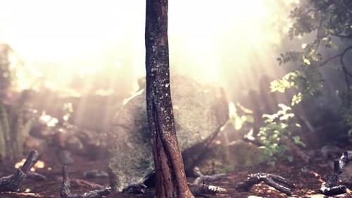 Sun Shining Into Tropical Forest