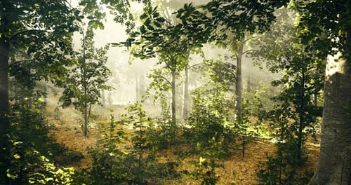 Lush Forest with Sunlight Filtering Through Trees During the Morning Hours
