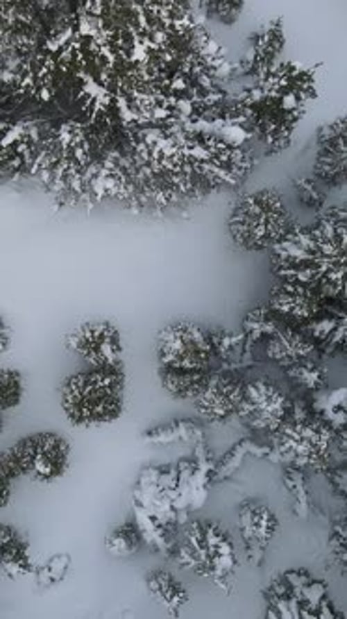 Snowy Trees Overhead View
