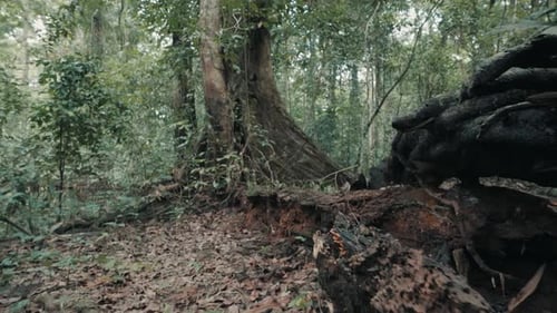 Old Trunk And Big Tree In The Forest - handheld shot