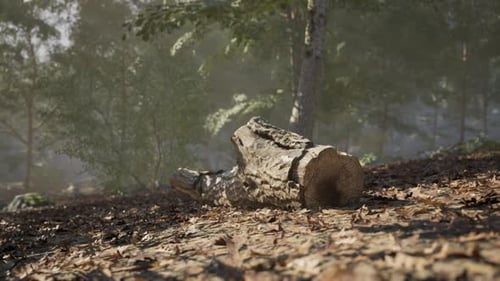 Ein umgestürzter Baumstamm, umgeben von üppigem Grün in einer ruhigen Waldumgebung