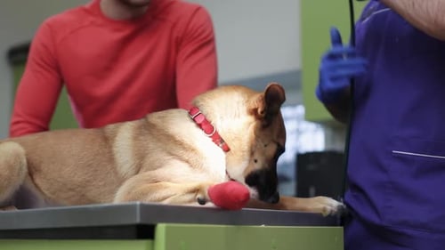 Dog with bandaged paw at vet clinic