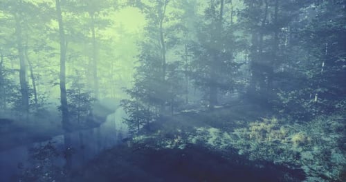 Misty Forest Landscape with Soft Sunlight Filtering Through Trees
