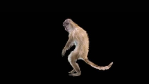 Realistic Monkey Standing and Looking Around with Alpha Channel