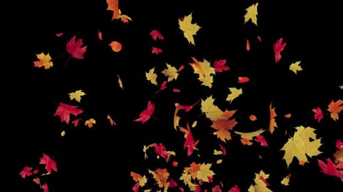 Maple Leaves Explosion on Transparent Alpha