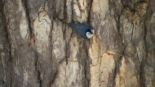 Sittelle à joues blanches affichant un comportement sur l'écorce des arbres