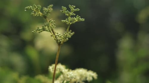 Zarte grüne Pflanzenknospe, die sich sanft im Wind bewegt, Clip