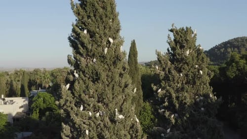 Flock of Great Egrets resting on tree branches, Aerial view.
