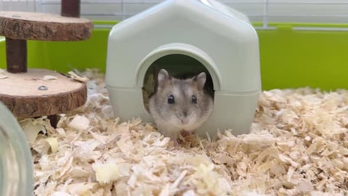 Adorable Hamster Peeking Out From Its House