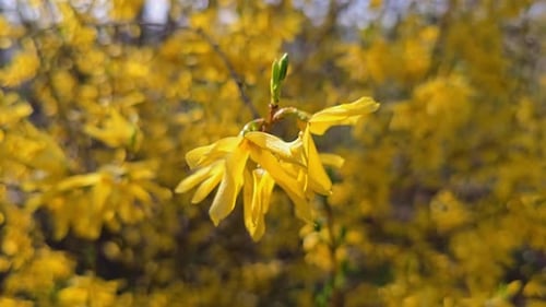 Nahaufnahme einer leuchtend gelb blühenden Forsythie im Frühling in der Natur