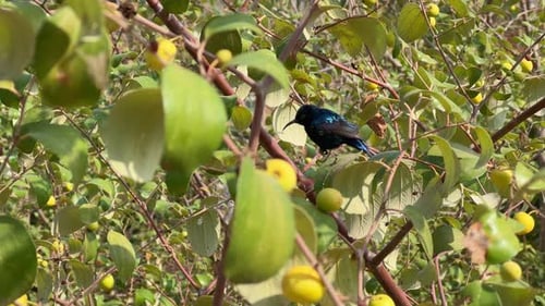 Nahaufnahme eines schillernden lila Sonnenvogels, der auf dem Ast sitzt