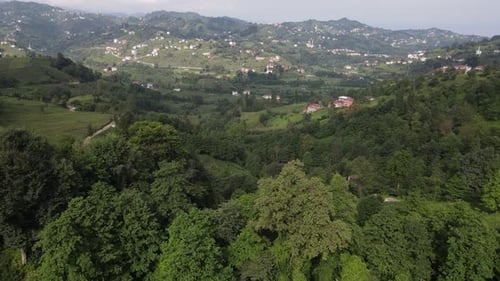 Drone view through tea gardens, town and tea cultivation, Turkey