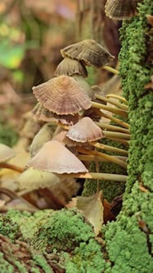 Close-up of Mycena Mushrooms Growing on Mossy Tree Stump