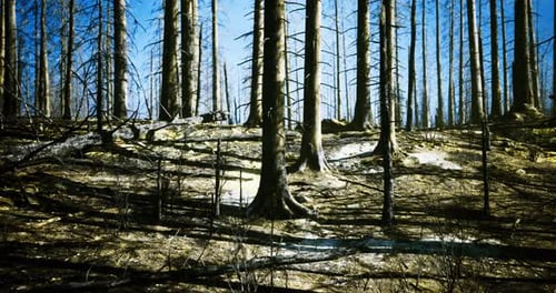 Forest Regeneration After Wildfire Reflects Natures Resilience and Recovery