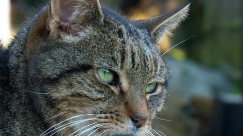 Close up of a Tabby cat's head looking to the right of the camera. Nice portrait of a Domestic Felin