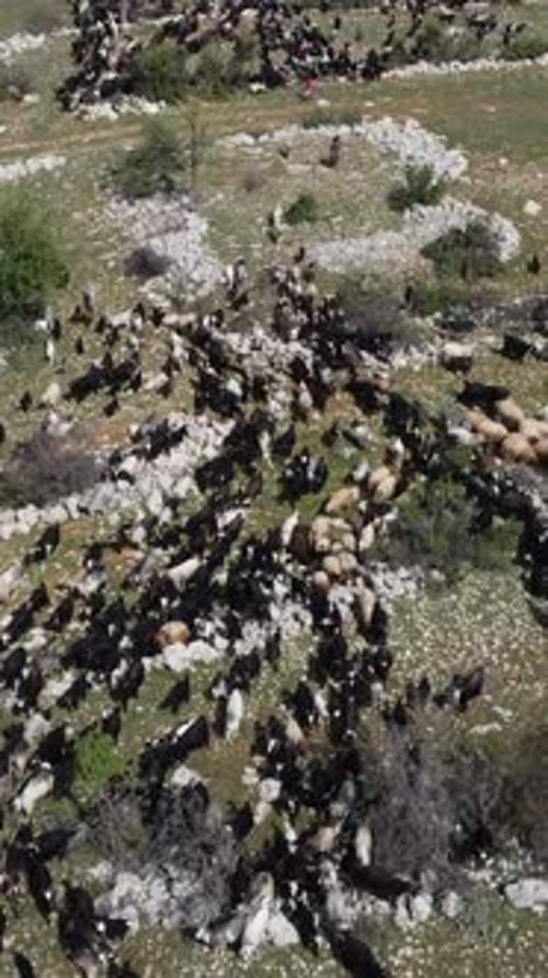 Herd Goats Grazing Pasture Drone