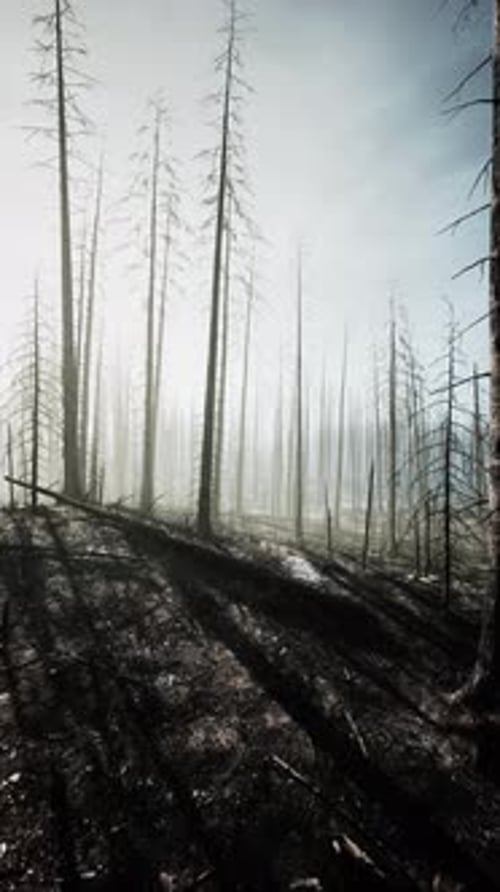Dense Forest With Tall Trees