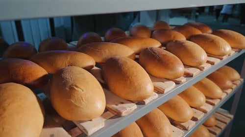 Baked Bread is Cooled in the Bakery After Cooking Rye Bread on the Shelves