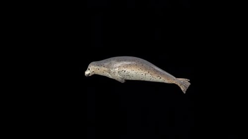 Sea Seal 2