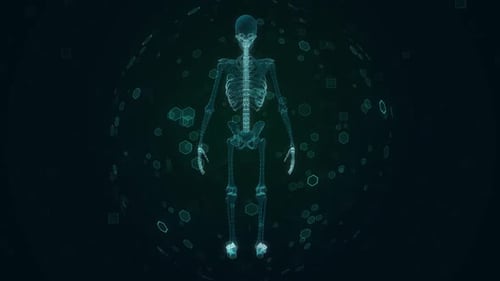Rotating Futuristic Human Skeleton Digital Display
