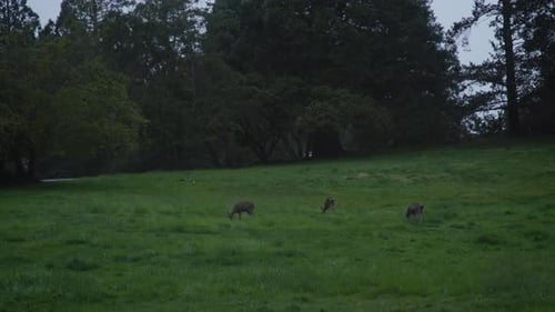 A Family Of Deer On A Cloudy Day As They Eat Lush Green Grass. Filmed In 4k On A Canon C200.