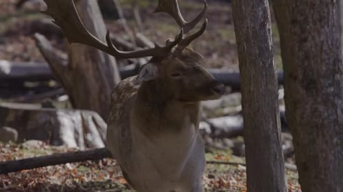 White tailed deer rubbing tree close