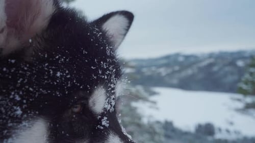 Dog with Snow on Face in Winter Landscape