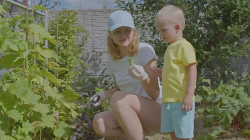 Three Year Old Boy And His Mother Picking Cucumbers In The Vegetable Garden 3