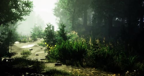 Lush Forest Path with Bright Greenery and Misty Atmosphere in the Morning
