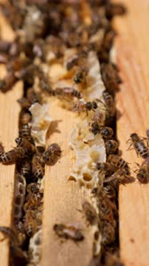Bees Swarming on Wooden Honeycomb Close Up