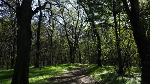 Forest Path in Autumn 12