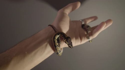 Un bébé phyton se déplace autour de ses mains.