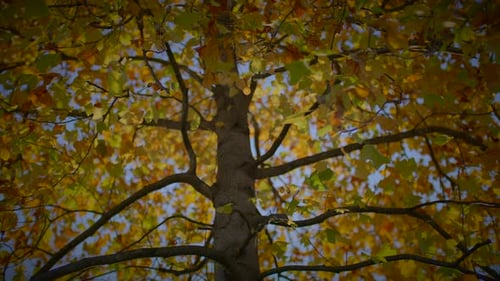 Autumn Tree With Golden Leaves Against Blue Sky