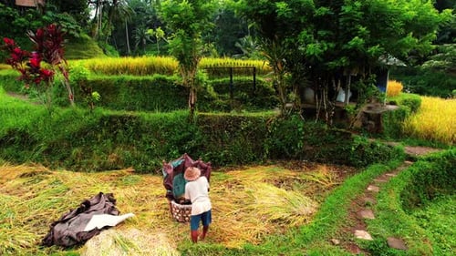 Tegalalang Rice Terrace Drone Between Trees, Over Worker, Ubud, Bali