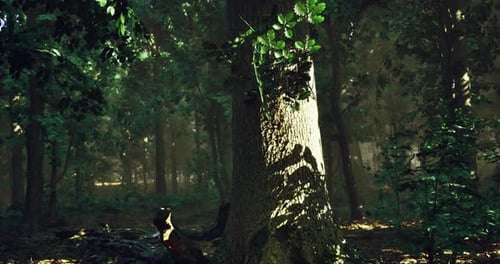 Light Filtering Through Trees Creates a Serene Atmosphere in the Forest