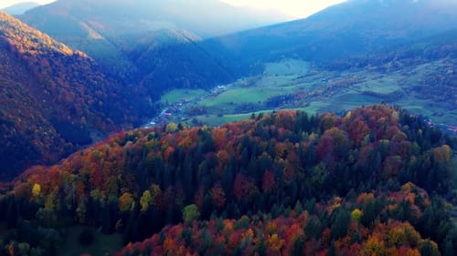 Aerial View From a Drone Autumn Trees in the Forest Coloured with Many Colours Forest Landscape