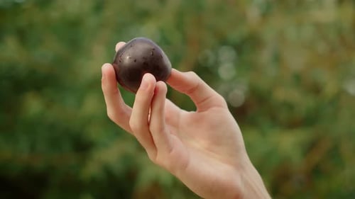 Teenage Boy Fingers Holding Dark Plum Youthful Hand Lifting Ripe Plum