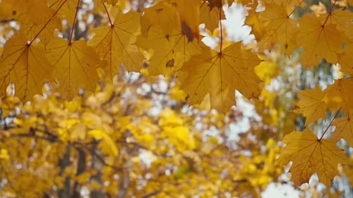Autumn Landscape Background Video Closeup of Yellow Maple Leaves