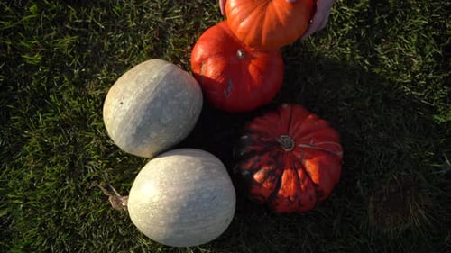 Pumpkins on a Grass in Nature Close Up The Man Puts the Pumpkin Next to Other Pumpkins Holds It in