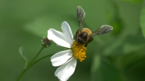 Biene ruht auf einer kleinen weißen Blume in der Natur