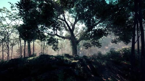 Mystical Forest with Sun Rays Through Foggy Canopy Animation