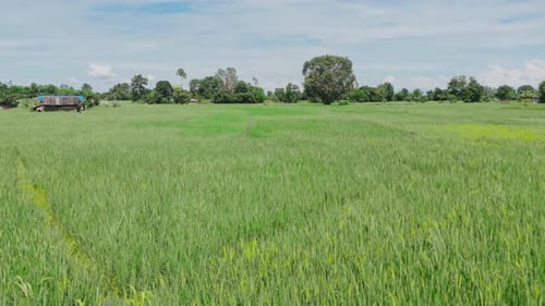 Traditional Rice Farming – Green Paddy Fields and Agricultural Landscape in Asia