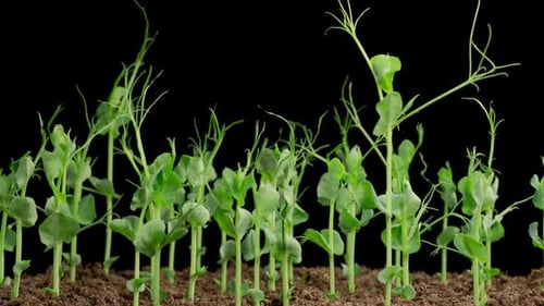 Time Lapse of Growth Green Peas Beans Plants