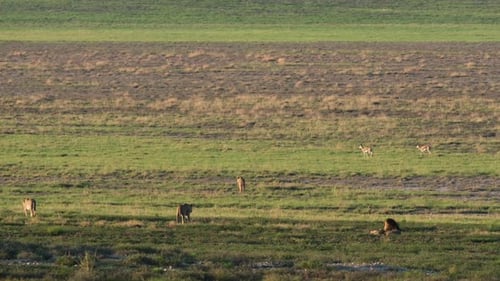 Lion Pride And Deers On Grassy Field In South Africa. wide shot
