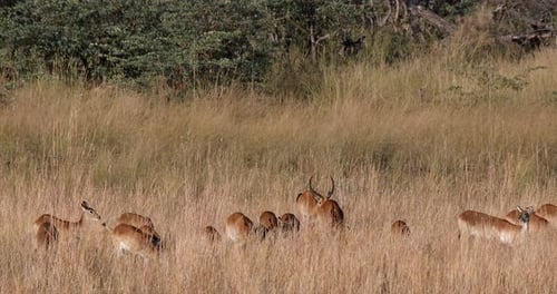 Beautiful impala antelope (Aepyceros melampus), in Bwabwata National Park, Namibia. African wildlife