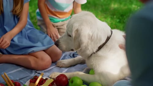 Smiling children and golden retriever enjoy sunny day picnic in the park